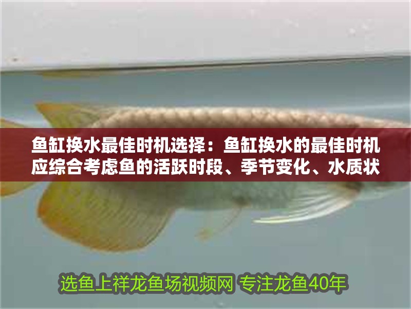 魚缸換水最佳時機選擇：魚缸換水的最佳時機應綜合考慮魚的活躍時段、季節變化、水質狀況
