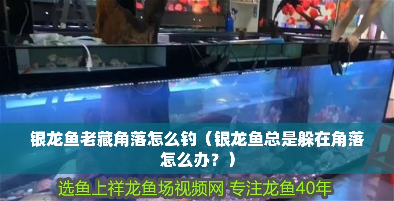 銀龍魚老藏角落怎么釣（銀龍魚總是躲在角落怎么辦？）