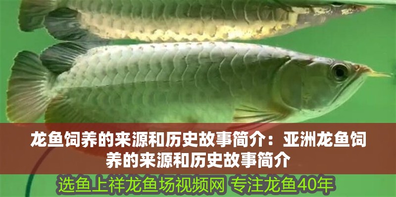 龍魚飼養(yǎng)的來源和歷史故事簡介：亞洲龍魚飼養(yǎng)的來源和歷史故事簡介