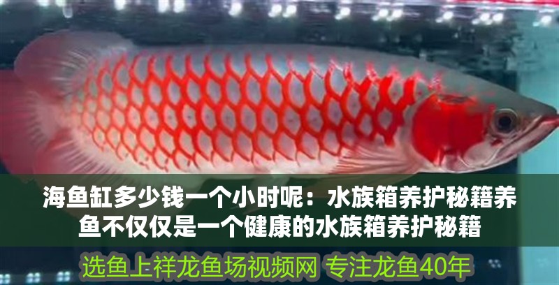海魚缸多少錢一個小時呢：水族箱養(yǎng)護秘籍養(yǎng)魚不僅僅是一個健康的水族箱養(yǎng)護秘籍