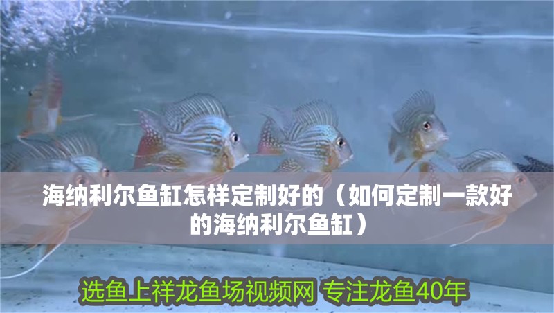 海納利爾魚缸怎樣定制好的（如何定制一款好的海納利爾魚缸）