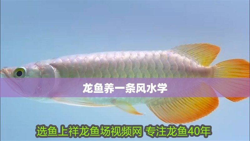 龍魚養一條風水學