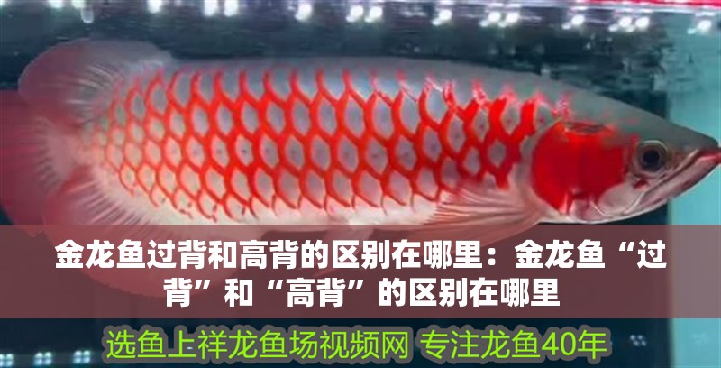 金龍魚過背和高背的區別在哪里：金龍魚“過背”和“高背”的區別在哪里