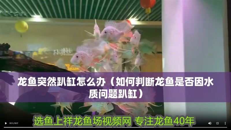 龍魚突然趴缸怎么辦（如何判斷龍魚是否因水質問題趴缸）