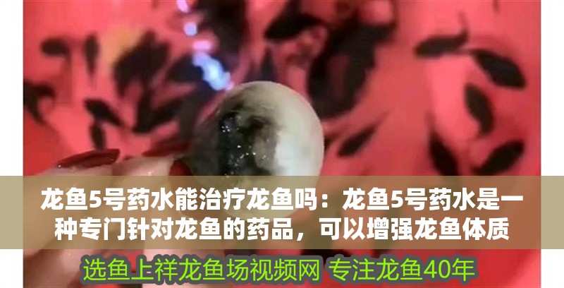龍魚5號藥水能治療龍魚嗎：龍魚5號藥水是一種專門針對龍魚的藥品，可以增強龍魚體質