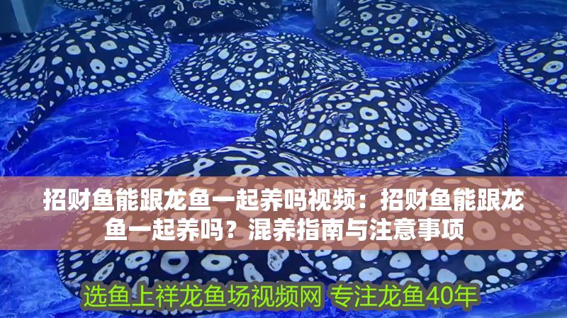 招財魚能跟龍魚一起養嗎視頻：招財魚能跟龍魚一起養嗎？混養指南與注意事項