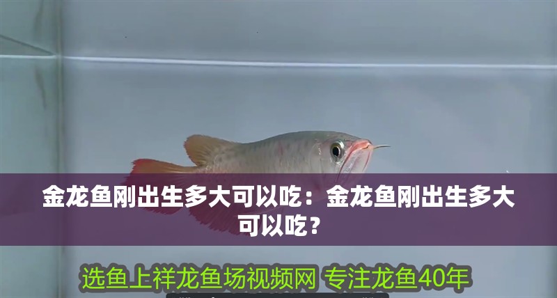 金龍魚剛出生多大可以吃：金龍魚剛出生多大可以吃？