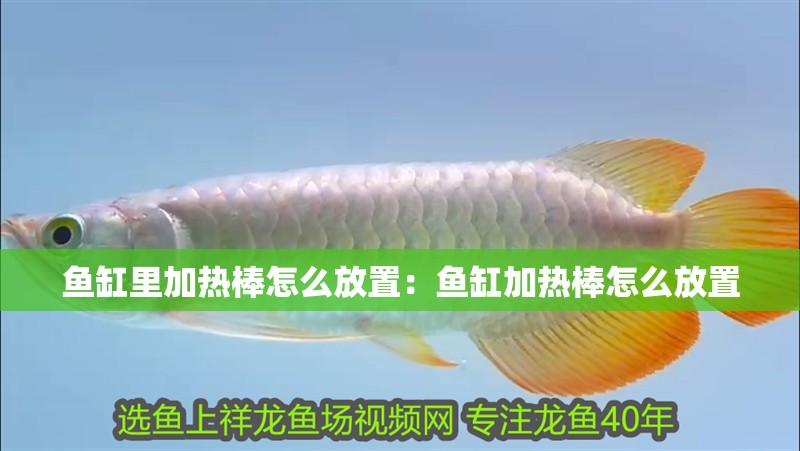 魚缸里加熱棒怎么放置：魚缸加熱棒怎么放置