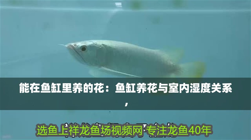 能在魚缸里養的花：魚缸養花與室內濕度關系，