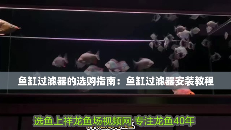 魚缸過濾器的選購指南：魚缸過濾器安裝教程