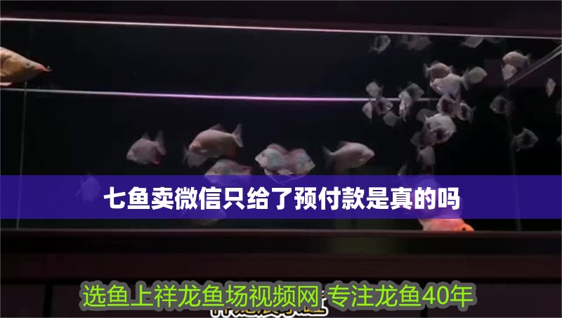 七魚賣微信只給了預付款是真的嗎