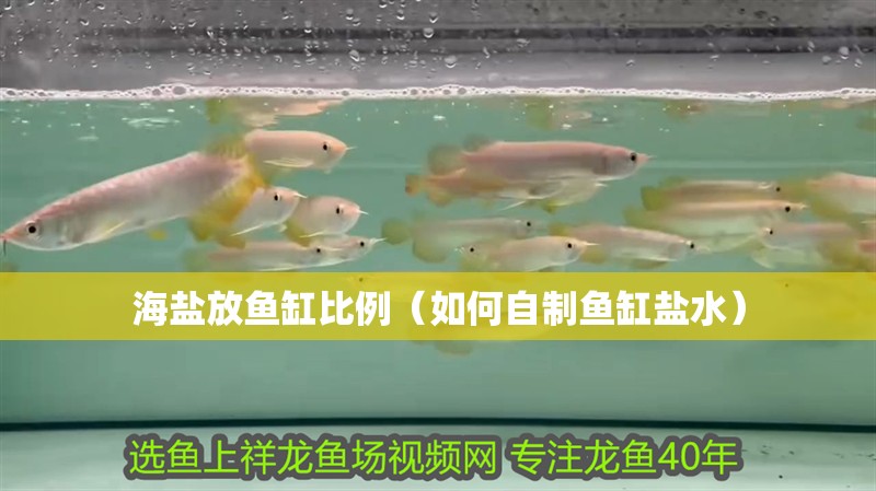 海鹽放魚缸比例（如何自制魚缸鹽水）