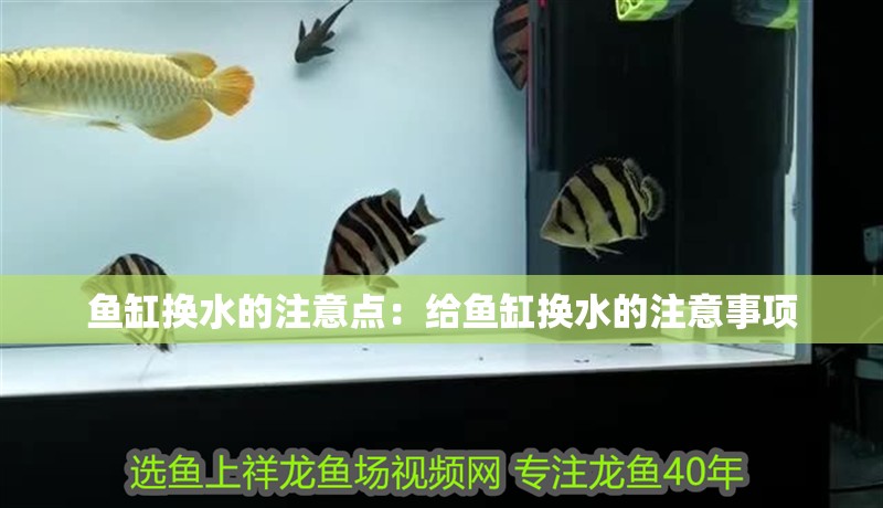 魚缸換水的注意點：給魚缸換水的注意事項