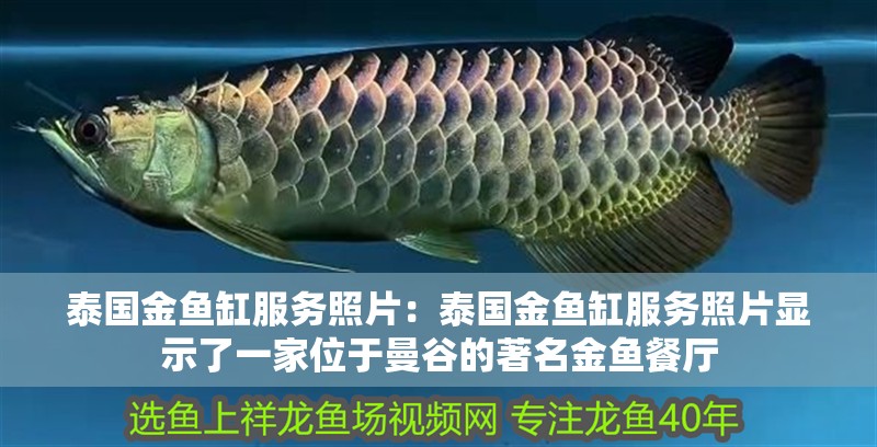 泰國金魚缸服務照片：泰國金魚缸服務照片顯示了一家位于曼谷的著名金魚餐廳