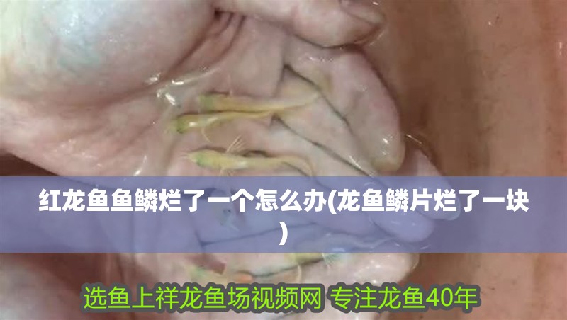 紅龍魚魚鱗爛了一個(gè)怎么辦(龍魚鱗片爛了一塊)