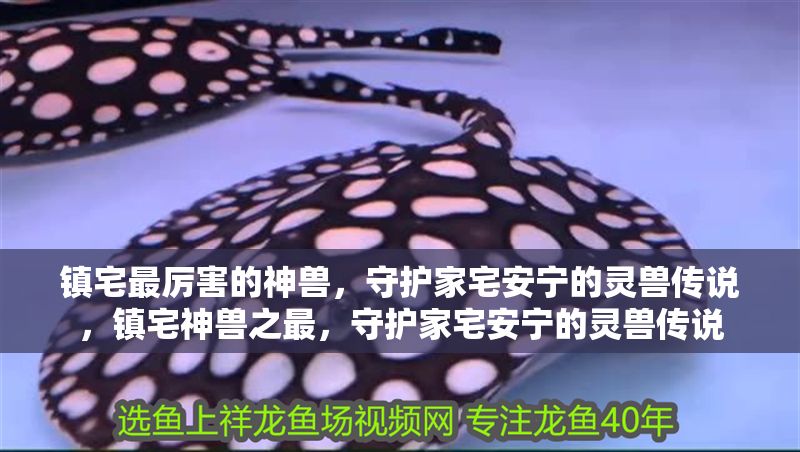 鎮(zhèn)宅最厲害的神獸，守護(hù)家宅安寧的靈獸傳說，鎮(zhèn)宅神獸之最，守護(hù)家宅安寧的靈獸傳說