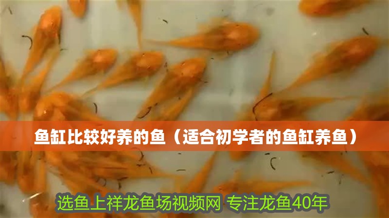 魚缸比較好養(yǎng)的魚（適合初學(xué)者的魚缸養(yǎng)魚） 魚缸比較好養(yǎng)的魚（適合初學(xué)者的魚缸養(yǎng)魚） 魚缸百科