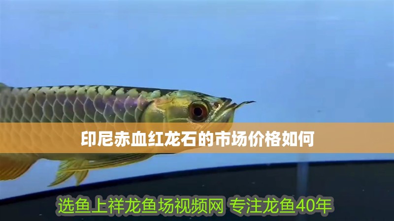 印尼赤血紅龍石的市場價格如何