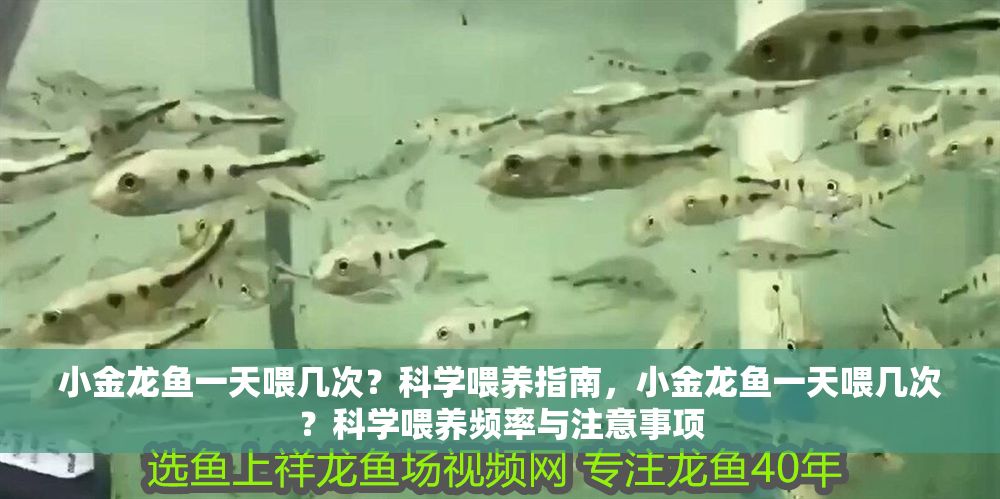 小金龍魚一天喂幾次？科學喂養(yǎng)指南，小金龍魚一天喂幾次？科學喂養(yǎng)頻率與注意事項