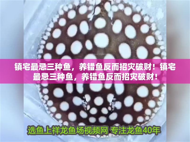 鎮宅最忌三種魚，養錯魚反而招災破財！鎮宅最忌三種魚，養錯魚反而招災破財！