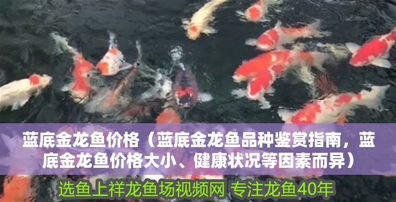 藍底金龍魚價格（藍底金龍魚品種鑒賞指南，藍底金龍魚價格大小、健康狀況等因素而異）
