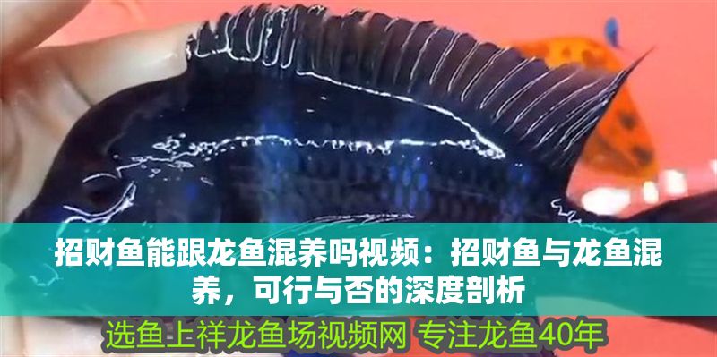 招財魚能跟龍魚混養嗎視頻：招財魚與龍魚混養，可行與否的深度剖析