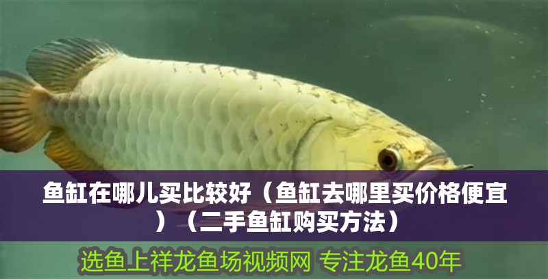 魚缸在哪兒買比較好（魚缸去哪里買價格便宜）（二手魚缸購買方法）
