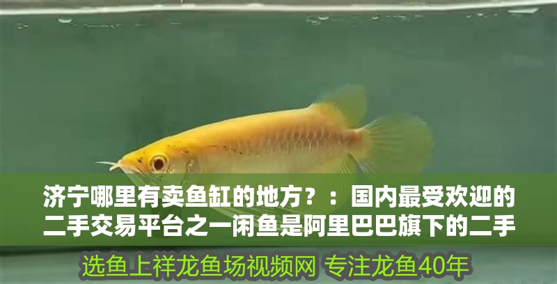 濟寧哪里有賣魚缸的地方？：國內最受歡迎的二手交易平臺之一閑魚是阿里巴巴旗下的二手交易平臺