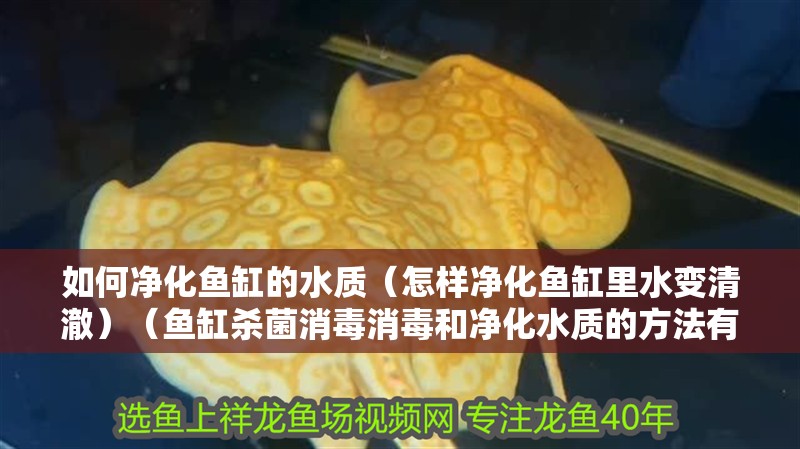 如何凈化魚缸的水質（怎樣凈化魚缸里水變清澈）（魚缸殺菌消毒消毒和凈化水質的方法有哪些，魚缸凈化水的好幫手） 如何凈化魚缸的水質（怎樣凈化魚缸里水變清澈）（魚缸殺菌消毒消毒和凈化水質的方法有哪些，魚缸凈化水的好幫手） 魚缸百科