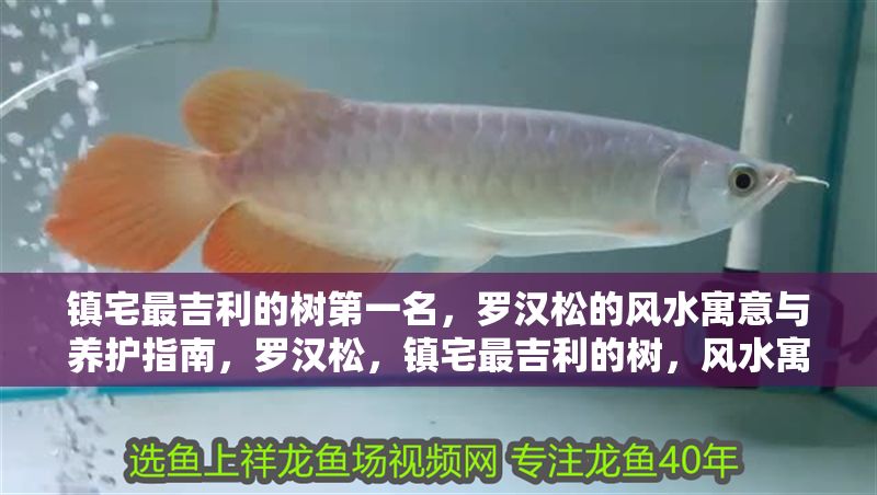 鎮宅最吉利的樹第一名，羅漢松的風水寓意與養護指南，羅漢松，鎮宅最吉利的樹，風水寓意與養護全指南