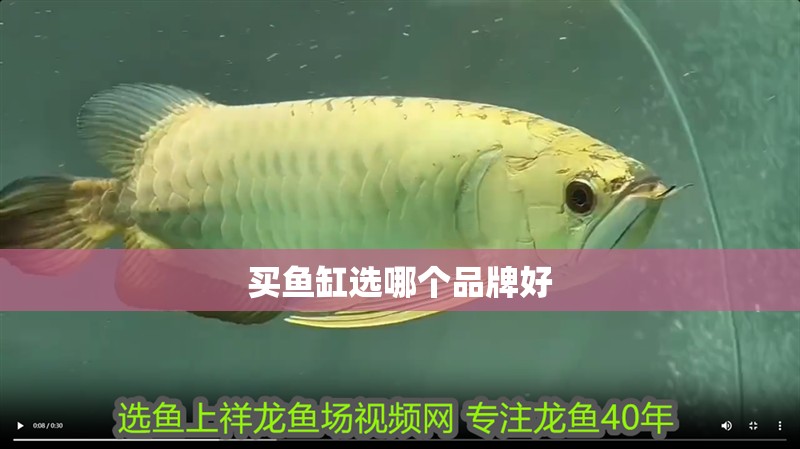 買魚缸選哪個品牌好
