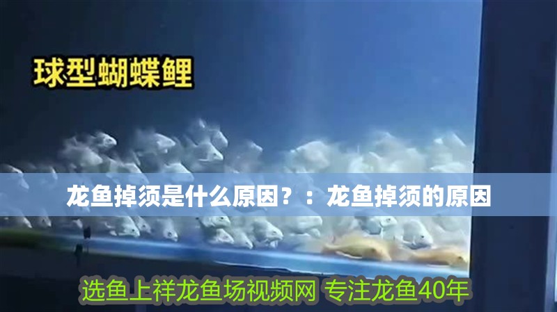 龍魚掉須是什么原因？：龍魚掉須的原因
