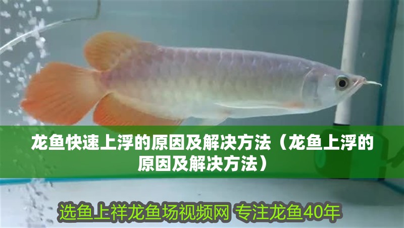 龍魚快速上浮的原因及解決方法（龍魚上浮的原因及解決方法）