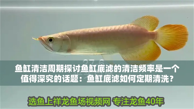 魚缸清潔周期探討魚缸底濾的清潔頻率是一個值得深究的話題：魚缸底濾如何定期清洗？