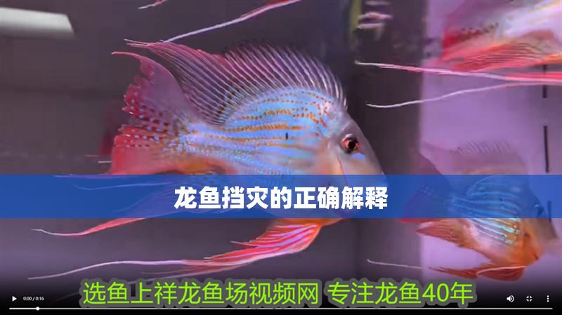 龍魚擋災的正確解釋