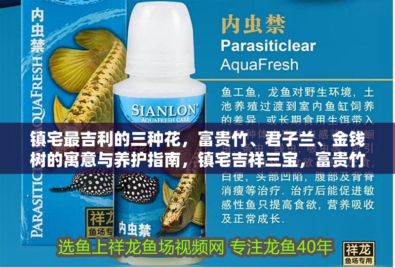 鎮(zhèn)宅最吉利的三種花，富貴竹、君子蘭、金錢樹的寓意與養(yǎng)護指南，鎮(zhèn)宅吉祥三寶，富貴竹、君子蘭、金錢樹的寓意與養(yǎng)護全解析