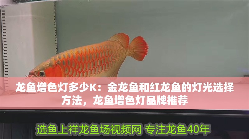 龍魚增色燈多少K：金龍魚和紅龍魚的燈光選擇方法，龍魚增色燈品牌推薦