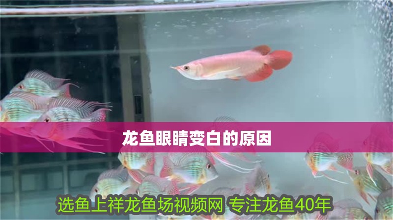 龍魚眼睛變白的原因 龍魚眼睛變白的原因 龍魚百科