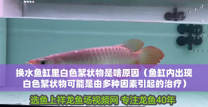 魚缸用增氧泵價格是多少:魚缸增氧機-xtrac增氧機-xtrac增氧機 換水魚缸里白色絮狀物是啥原因(魚缸內出現白色絮狀物可能是由多種因素引起的治療) 魚缸百科 換水魚缸里白色絮狀物是啥原因(魚缸內出現白色絮狀物可能是由多種因素引起的治療) 換水魚缸里白色絮狀物是啥原因(魚缸內出現白色絮狀物可能是由多種因素引起的治療) 魚缸百科
