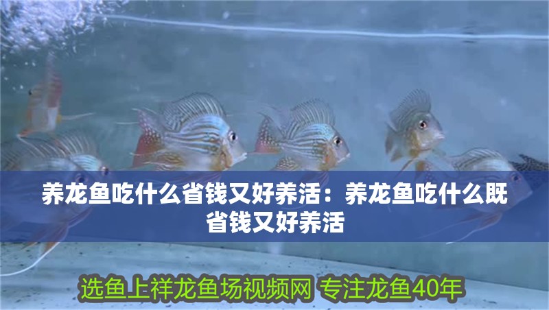 養龍魚吃什么省錢又好養活：養龍魚吃什么既省錢又好養活