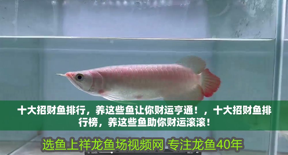 十大招財魚排行，養這些魚讓你財運亨通！，十大招財魚排行榜，養這些魚助你財運滾滾！