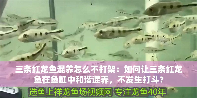 三條紅龍魚混養(yǎng)怎么不打架：如何讓三條紅龍魚在魚缸中和諧混養(yǎng)，不發(fā)生打斗？