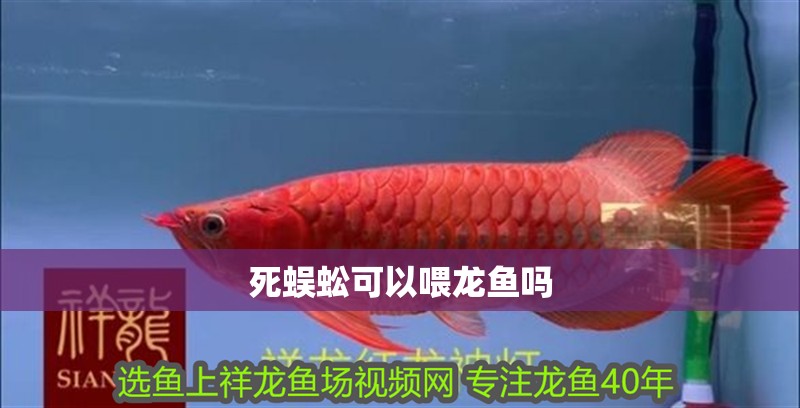 死蜈蚣可以喂龍魚嗎