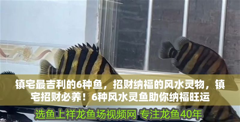 鎮(zhèn)宅最吉利的6種魚，招財納福的風水靈物，鎮(zhèn)宅招財必養(yǎng)！6種風水靈魚助你納福旺運