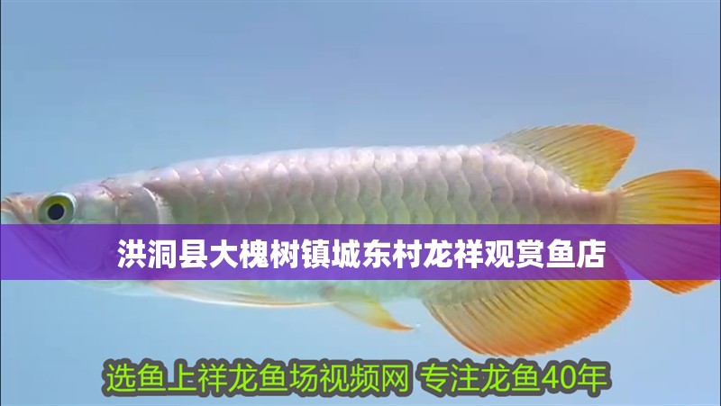 洪洞縣大槐樹鎮城東村龍祥觀賞魚店
