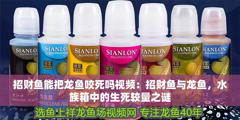 招財魚能把龍魚咬死嗎視頻：招財魚與龍魚，水族箱中的生死較量之謎