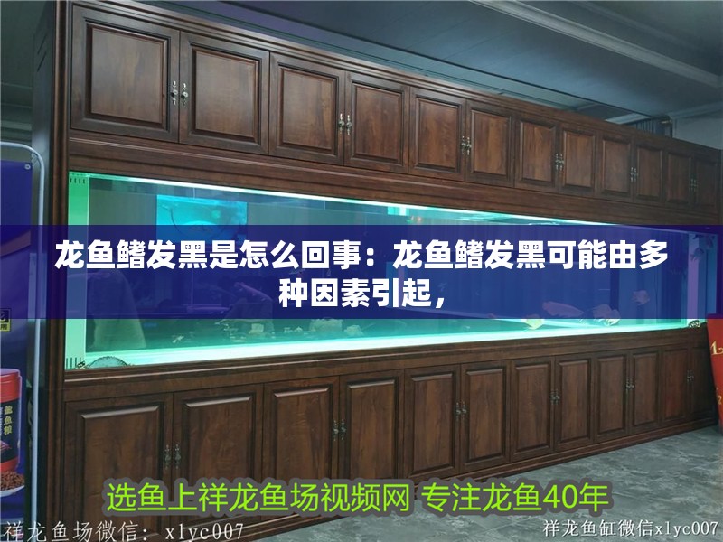 龍魚鰭發(fā)黑是怎么回事：龍魚鰭發(fā)黑可能由多種因素引起，
