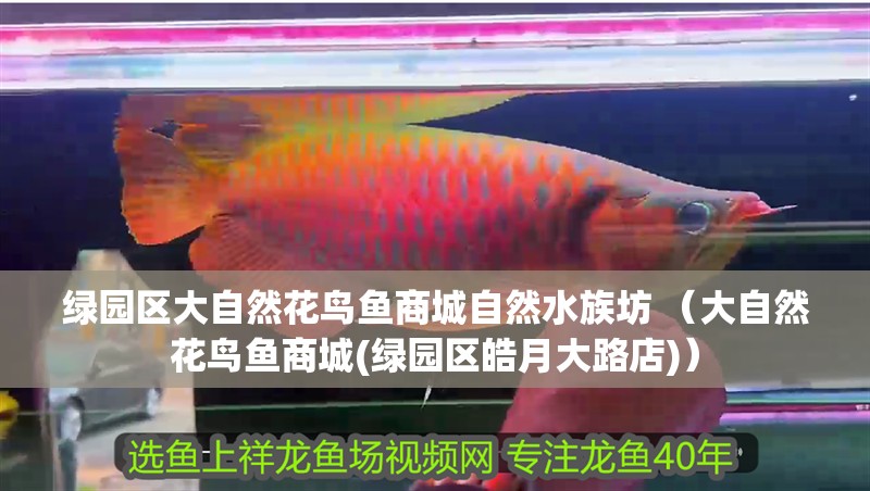 綠園區(qū)大自然花鳥魚商城自然水族坊 （大自然花鳥魚商城(綠園區(qū)皓月大路店)）