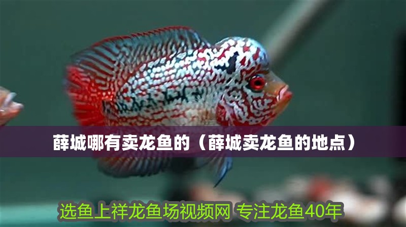 薛城哪有賣龍魚的（薛城賣龍魚的地點）