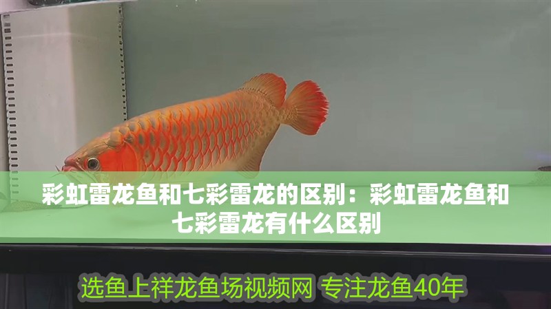 彩虹雷龍魚和七彩雷龍的區(qū)別：彩虹雷龍魚和七彩雷龍有什么區(qū)別